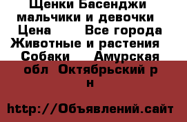 Щенки Басенджи ,мальчики и девочки › Цена ­ 1 - Все города Животные и растения » Собаки   . Амурская обл.,Октябрьский р-н